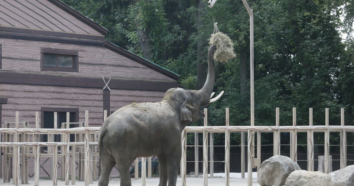 Київський зоопарк: оновлений літній вольєр з «Баобабом» для слона Хораса