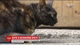 Часть экосистемы: Киевсовет запретил выгонять кошек с подвалов домов