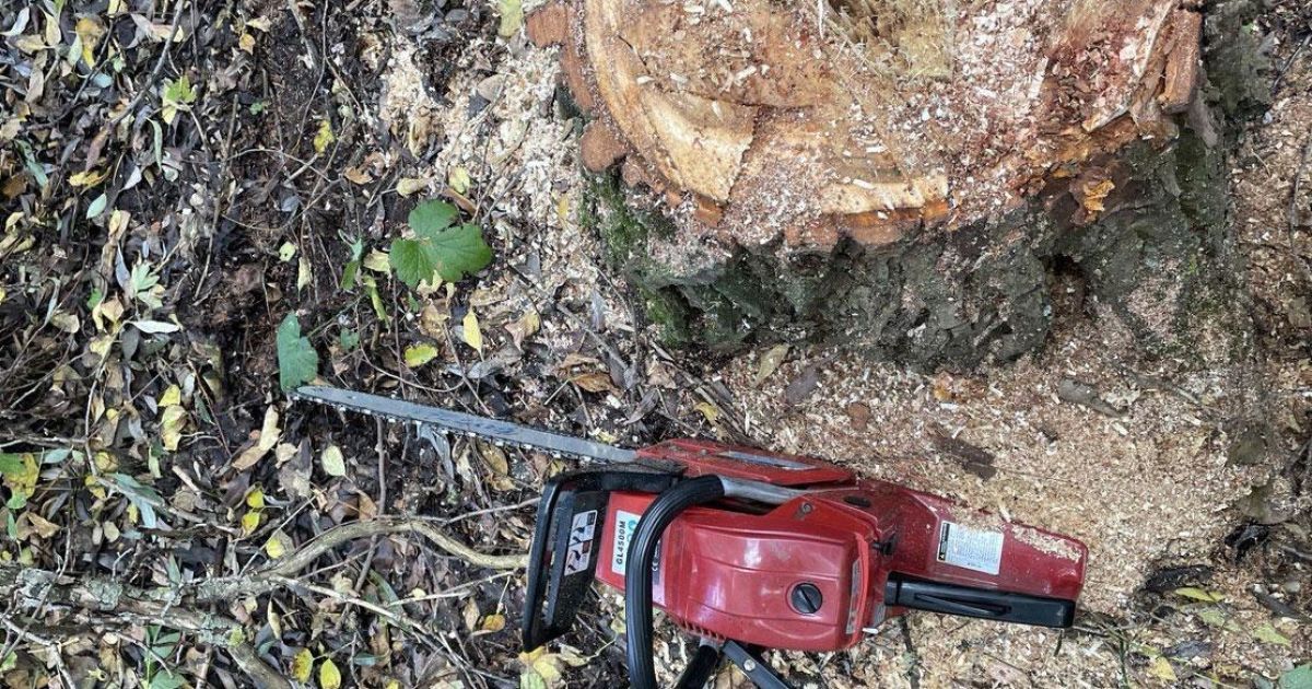 У Полтавській області в лісосмузі дерево розчавило 37-річного чоловіка