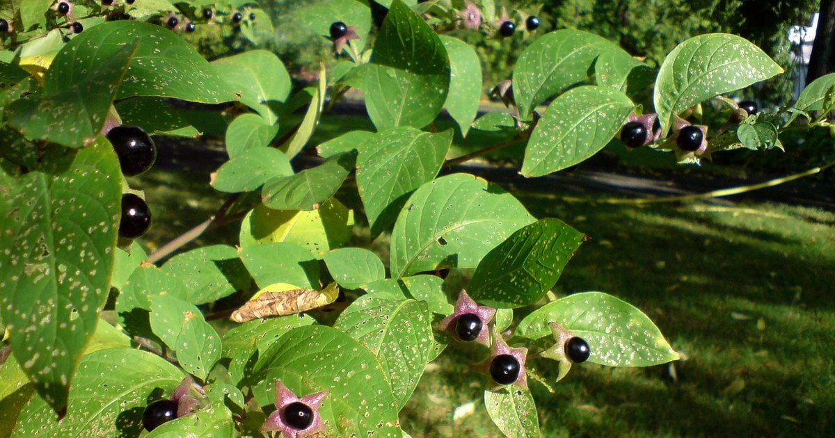 белладонна