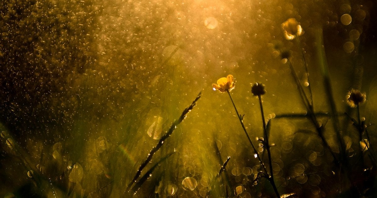 Погода в Киевской области на 6 июня.