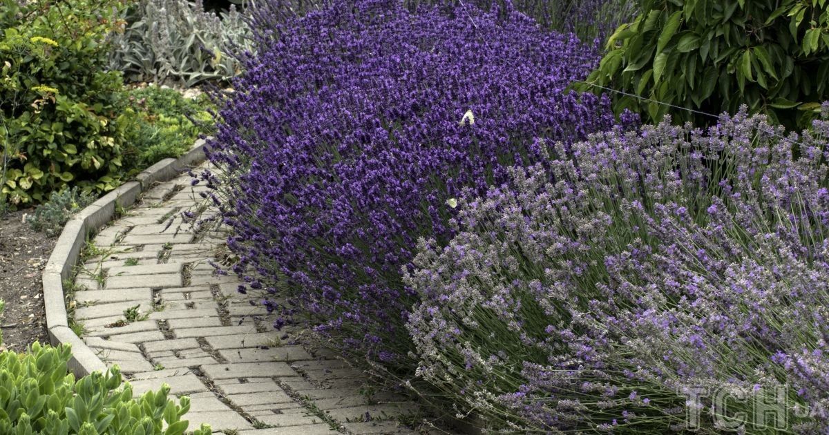 Як правильно обрізати лаванду