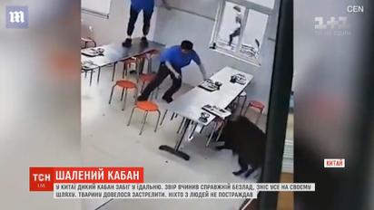 Безумный кабан напал на столовую в Китае