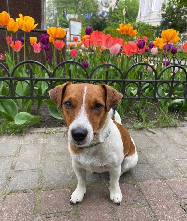 Пес Патрон/Instagram patron_dsns