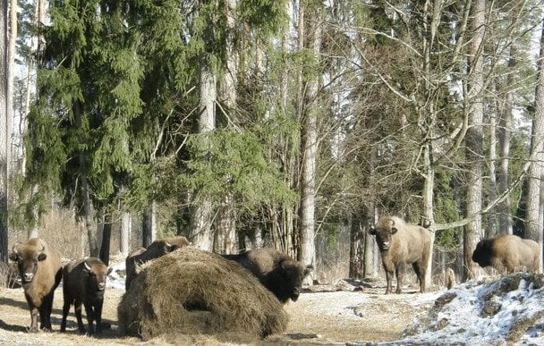 Зубри на Волині / © соцмережі