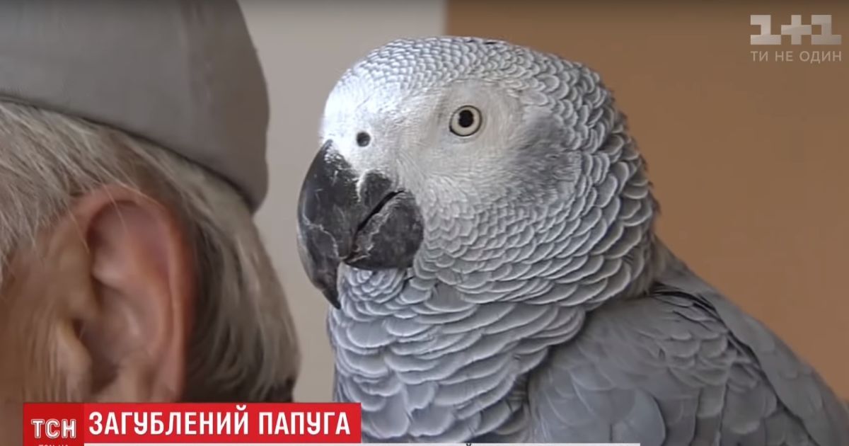 Під Києвом знайшли рідкісного великого папугу Жако