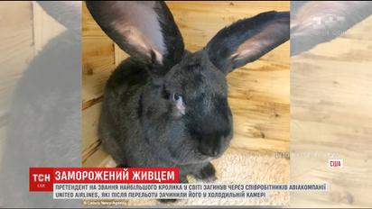 Працівники авіакомпанії США заморозили живцем одного з найбільших кроликів у світі