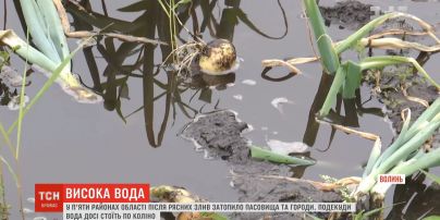 Удастся ли селянам из подтопленных сел на Волыни спасти урожай