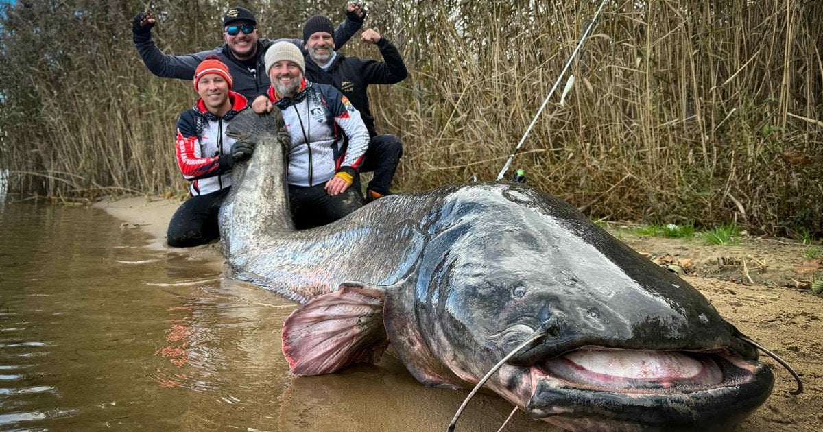 Рибалки встановили світовий рекорд — спіймали сома завдовжки майже три метри (фото)