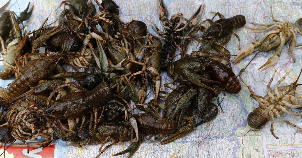 У багатьох областях ввели табу на вилов раків