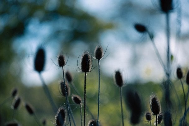 Народні прикмети 19 серпня / © pexels.com