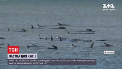 Біля берегів австралійського острова Тасманія на мілководді застрягли 3 сотні китів