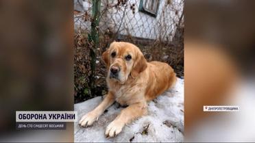 Історія собаки-поводиря: на Київщині шукають золотистого ретривера