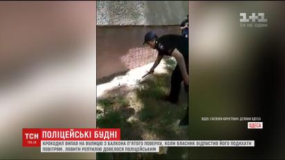 На Одещині крокодил впав з балкона багатоповерхівки