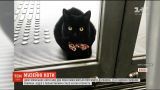 Двое японских котов два года пытаются попасть в музей, но их останавливает охранник