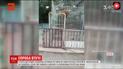 В Китае тигренок напал на работника зоопарка
