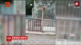В Китае тигренок напал на работника зоопарка
