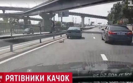 В Киеве водители перекрыли шоссе ради утки с выводком утят