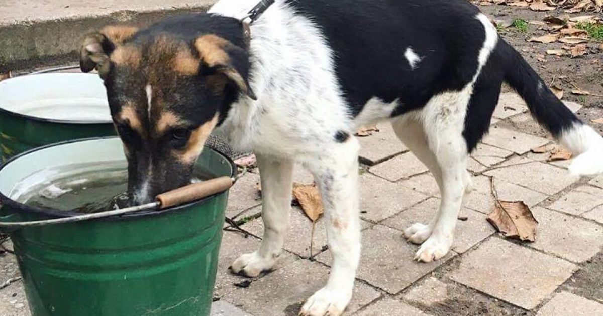 Пенсіонерка, яка жорстоко вбивала безпритульних собак, отримала умовний термін