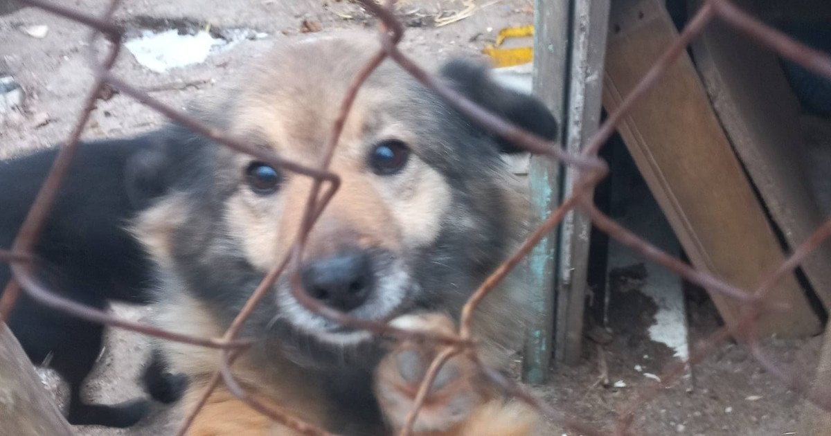 Безпритульні тварини Кропивницький