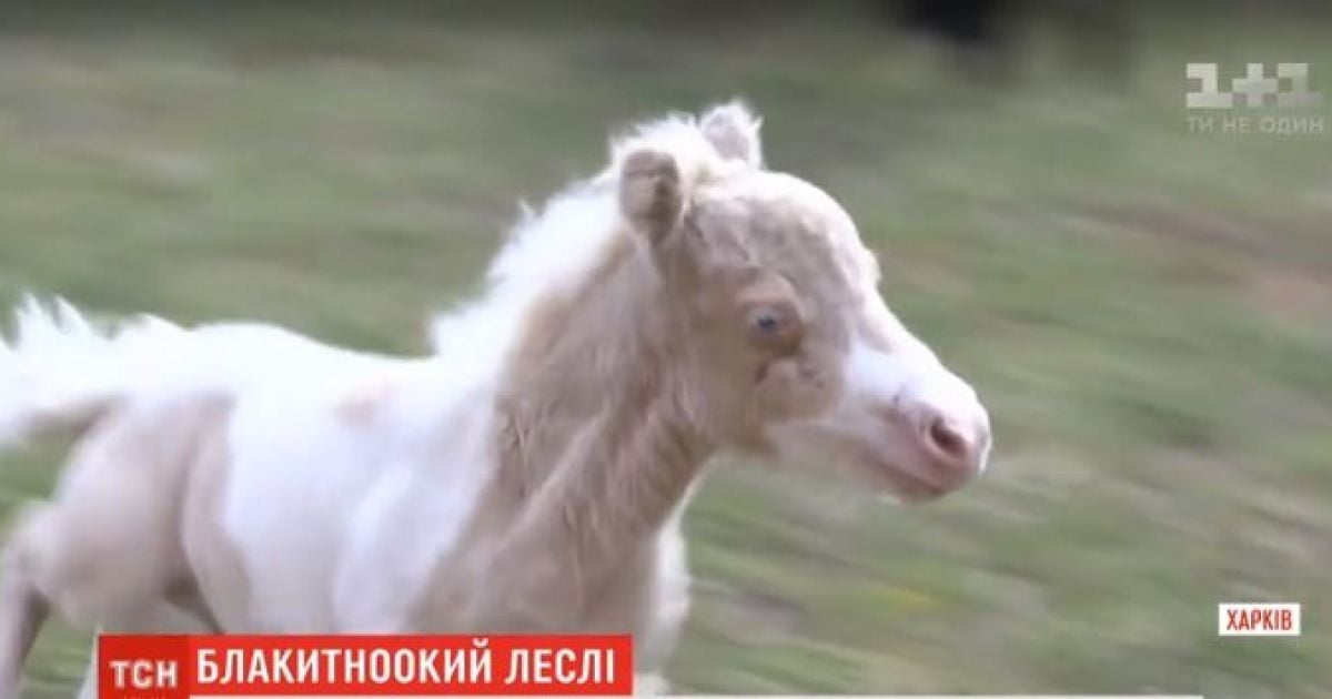 В Харьковском экопарке родился миниатюрный "плюшевый" жеребенок