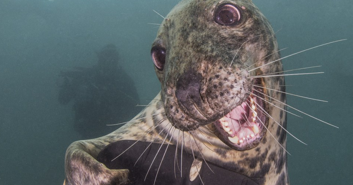 Британский фотограф получил золотую медаль за снимок улыбающегося тюленя