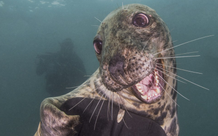 Британський фотограф отримав золоту медаль за знімок усміхненого тюленя