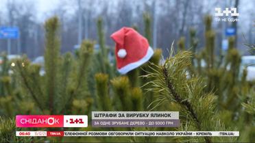 Які області перейшли до "жовтої" зони та які штрафи за вирубку ялинок цього року