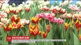 Цветочный бум: в столице за два дня собираются продать два миллиона тюльпанов