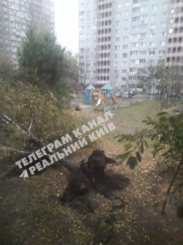 Вирване дерево поривом вітру / Фото: Telegram