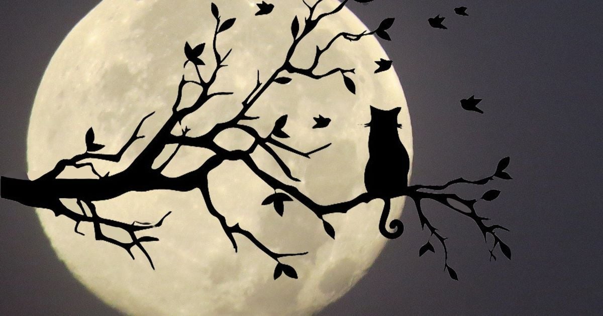 Луна похожа на "кота в мешке" в ее недрах все время что-то "шевелится"