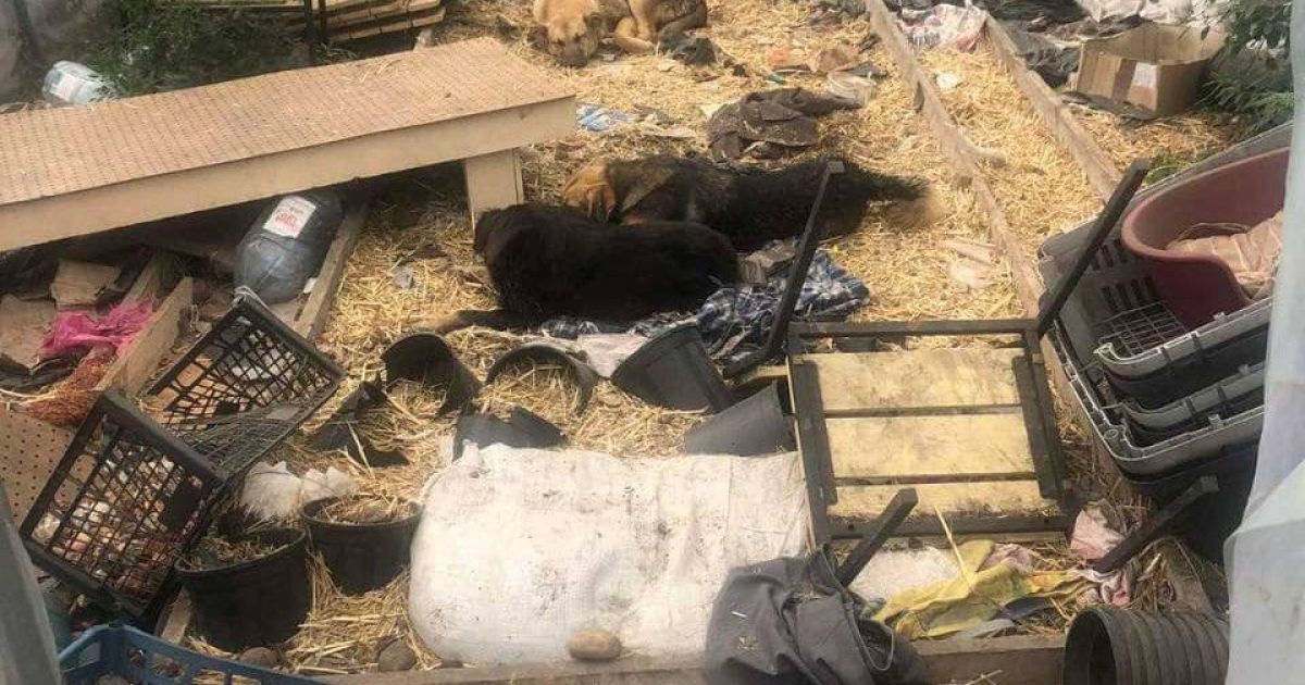 Собак утримують в жахливих умовах