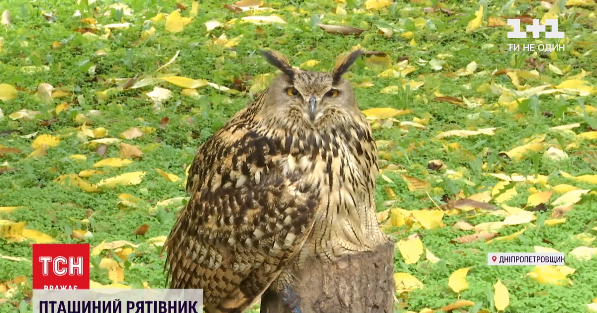 Житель Днепропетровской области создал реабилитационный центр для хищных птиц в собственном дворе