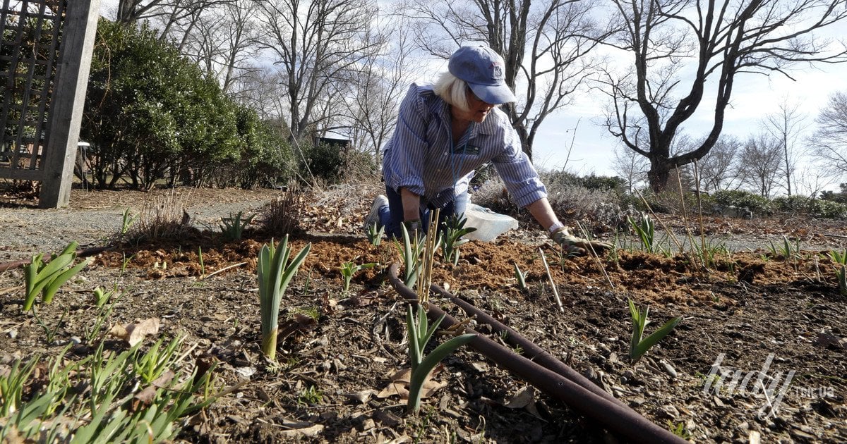 Посадка растений