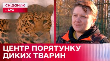 Як одна людина врятувала безліч диких тварин: центру порятунку тварин та засновниця Наталія Попова