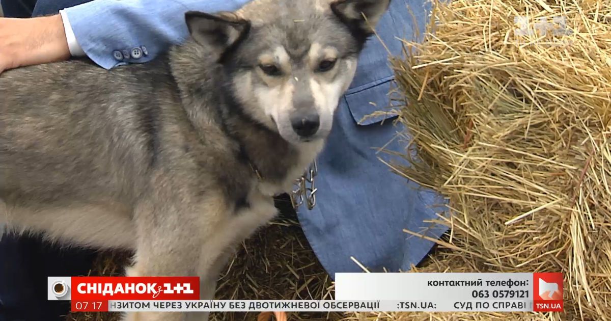 Собака-волк ищет заботливых хозяев