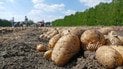 Картопля