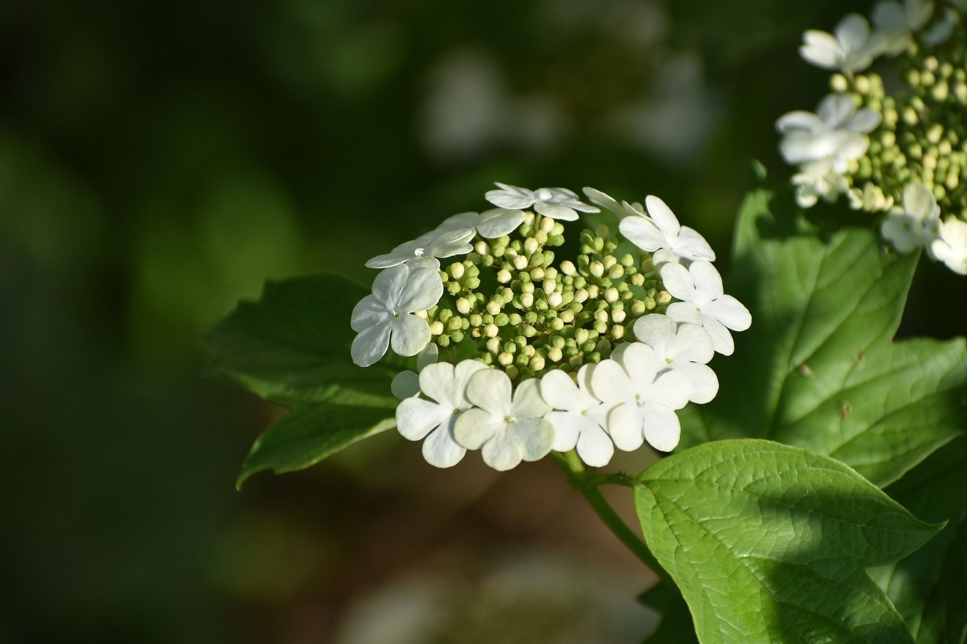 17 травня на калині вже з'явилися квіти, вже можете сіяти у відкритий ґрунт огірки, гарбузи, боби, кукурудзу / © pixabay.com