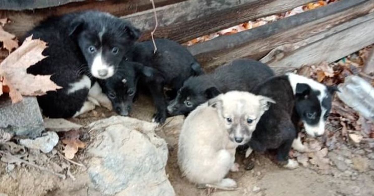 У Києві під Шулявським мостом знайшли шістьох цуценят, кинутих на морозі / © из соцсетей