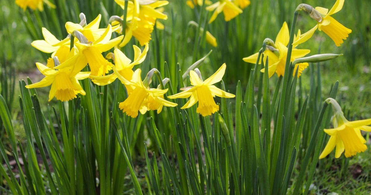 До України прийшла справжня весна