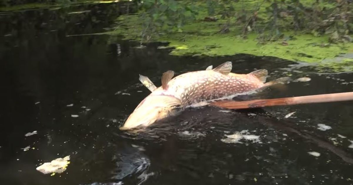 У Мінекології назвали причини масової загиблі риби та отруєння українських річок