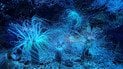 Ученые обнаружили неизвестную форму жизни