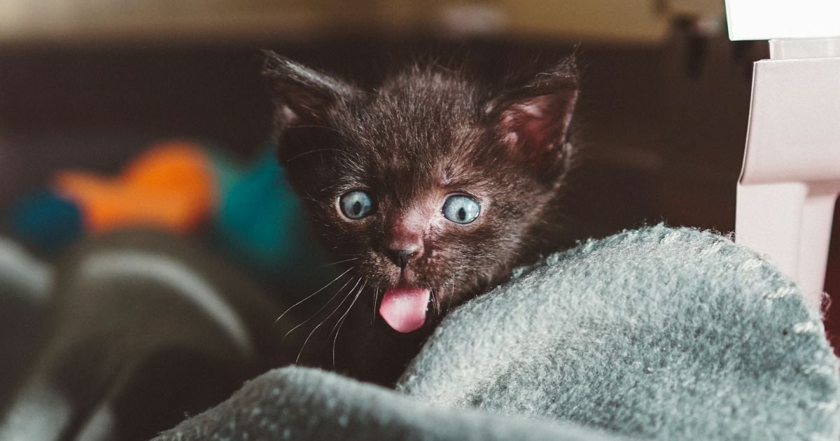 Сколько живут кошки: уличные и домашние