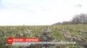 Аграрии опасаются, что из-за бесснежной зимы в Украине может быть неурожай