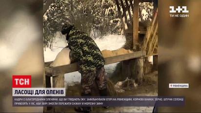 Новини України: єгері Рівненської області підгодовують оленів, аби ті могли пережити зиму