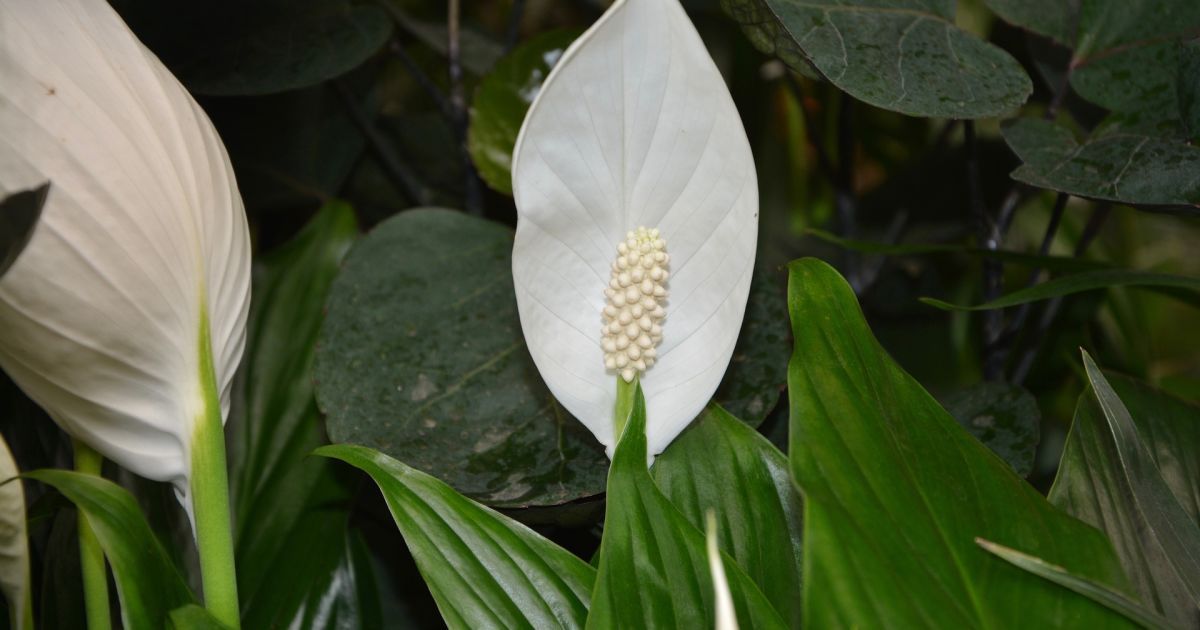 7 ошибок в уходе за спатифиллумом из-за которых у цветка сохнут листья