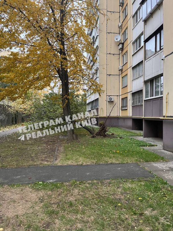 Повалене вітром дерево / Фото: Telegram