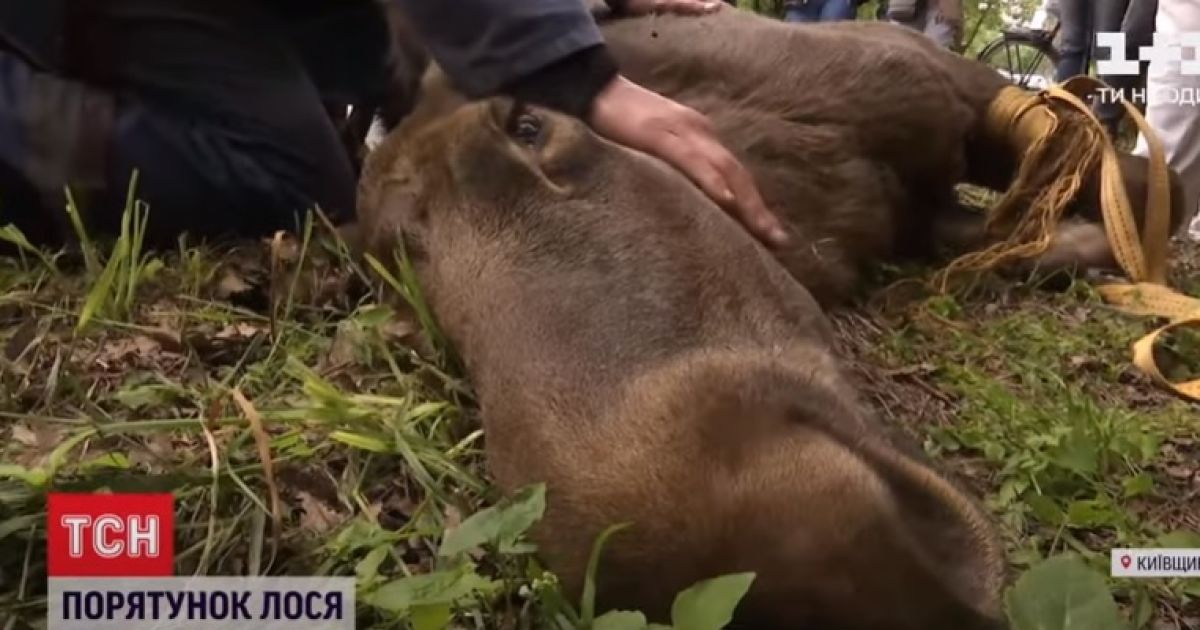 Для спасения лосихи под Киевом развернули спецоперацию: на помощь прибыли спасатели и ветеринары