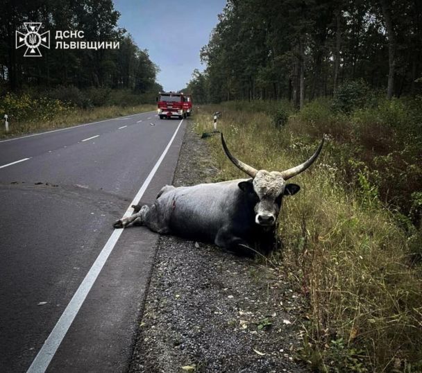 ДТП с буйволом во Львовской области/Фото: ДСНС Львовщины