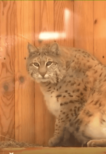 Рись Степан. Фото: "Київ 24"